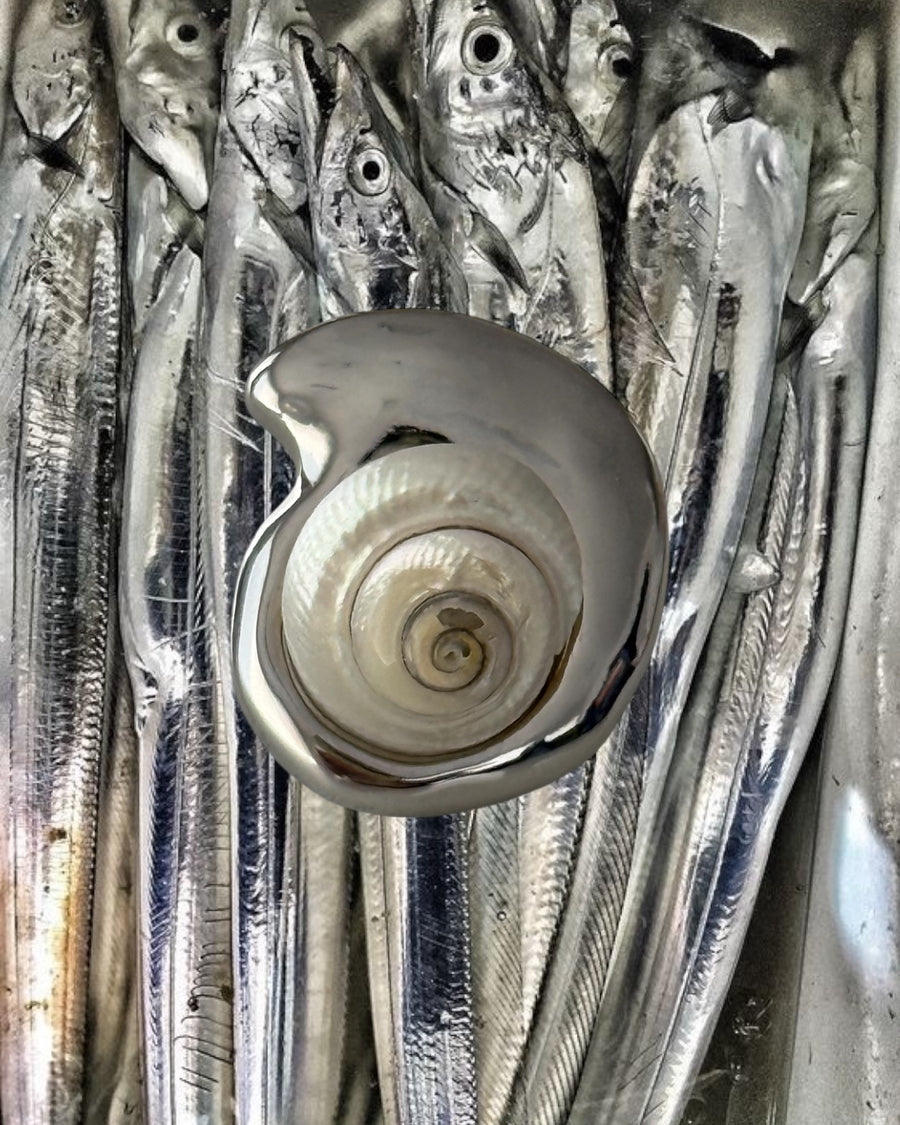 Caracol Blanco Ring